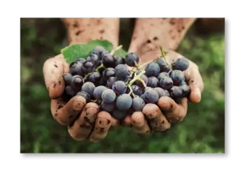 Hände halten eine Menge frischer, dunkler Trauben mit Erde auf den Fingern.